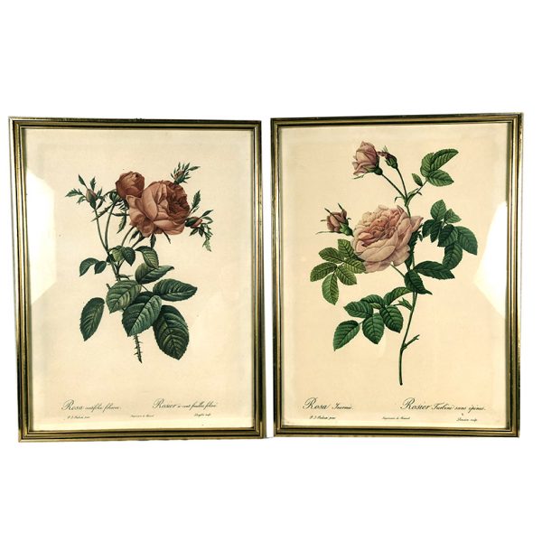 roses-illustration-redoute