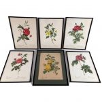reproductions-roses-redoute