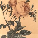 Deux reproductions encadrées de roses, illustrations de P.J Redouté – Image 5