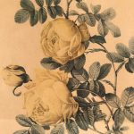 Deux reproductions encadrées de roses, illustrations de P.J Redouté – Image 6