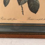 Deux reproductions encadrées de roses, illustrations de P.J Redouté – Image 7