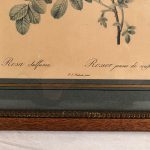 Deux reproductions encadrées de roses, illustrations de P.J Redouté – Image 8